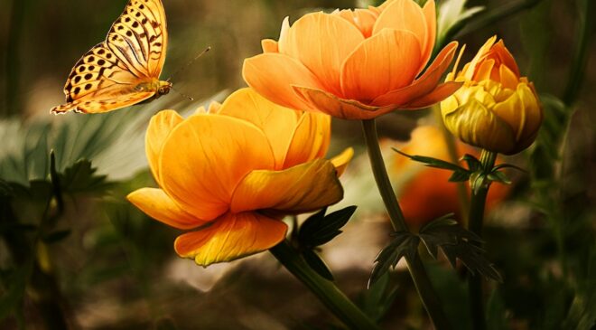 Flowers and butterfly