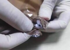 Loại ma túy mới được phát hiện ở Thâm Quyến, “ma túy thây ma” tràn lan tại TQ