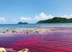 Nước biển đỏ như máu lần đầu xuất hiện tại Thổ Chu, Phú Quốc