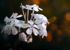 Tình bạn trọn đời