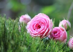 Ước mơ người cha