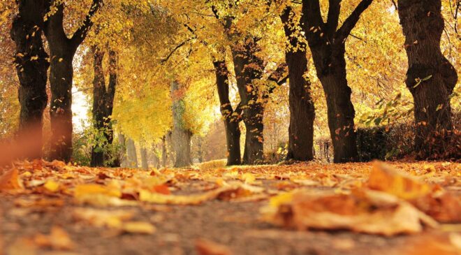 Vũ khúc chiều thu