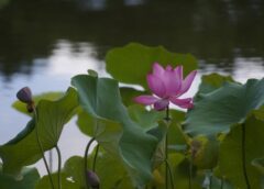 Cha tôi chết, không cần quan tài…