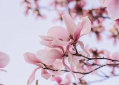 Hương em..